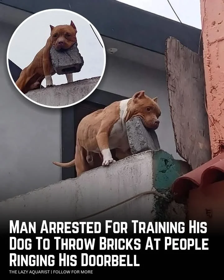 Man Arrested After Training Dog to Throw Bricks at Visitors || Mpforum