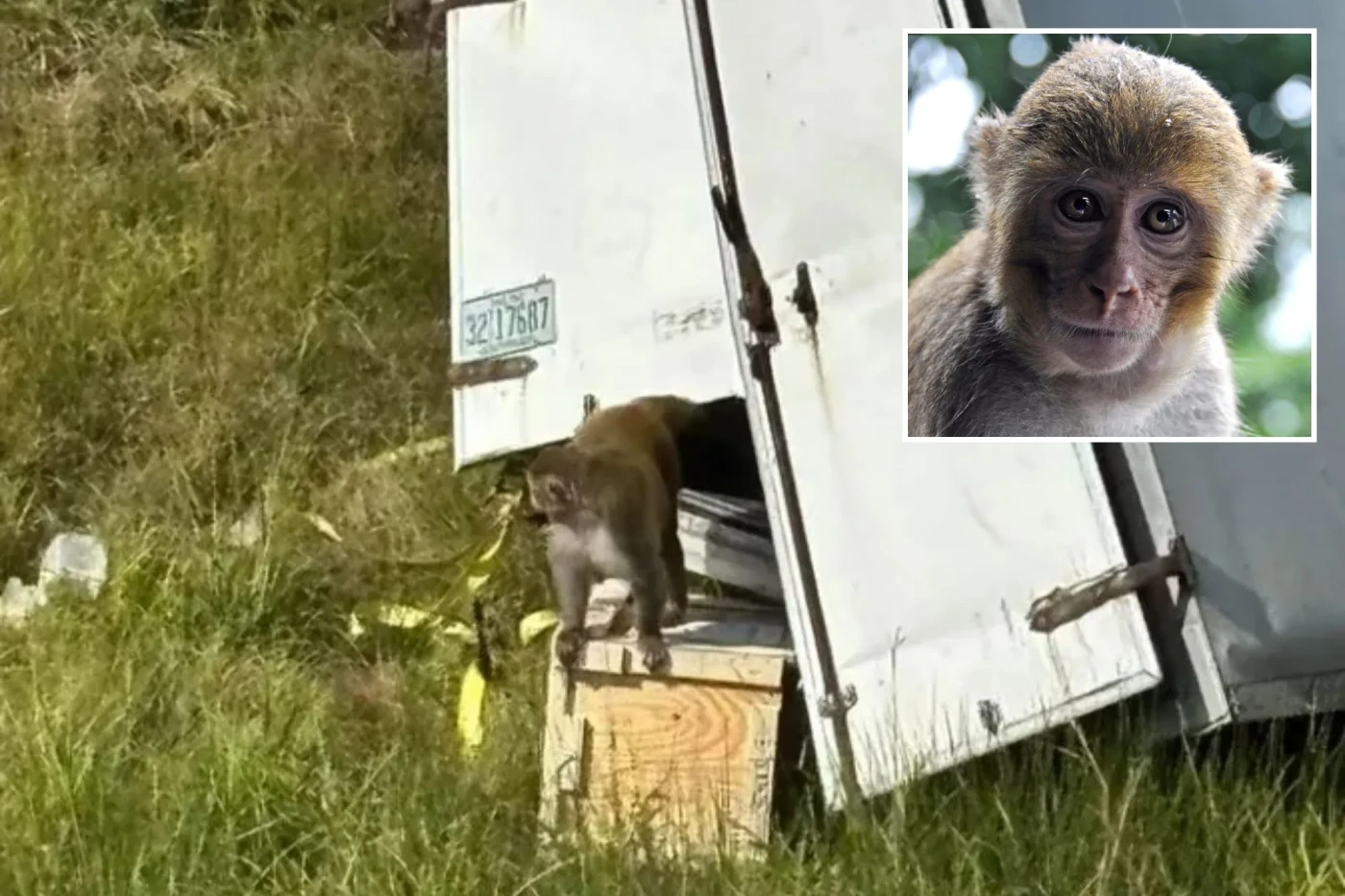 ’Aggressive’ monkey infected with COVID and multiple s£xually transmitted diseases running loose in US || Mpforum